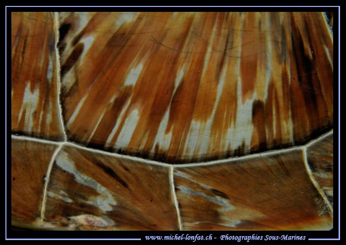Turtle Pattern... :O)... by Michel Lonfat 