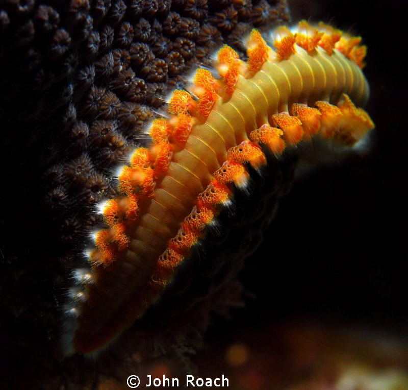 Don't touch me! Bearded Fire Worm
Hermodice carunculata by John Roach 