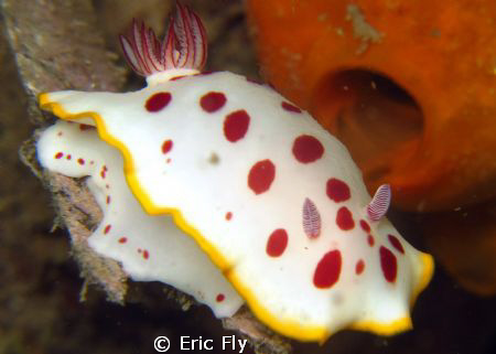Chromodoris Splendida, Nelson Bay by Eric Fly 