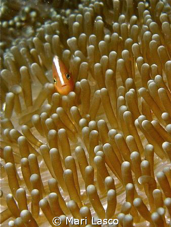Indian Clownfish by Mari Lasco 