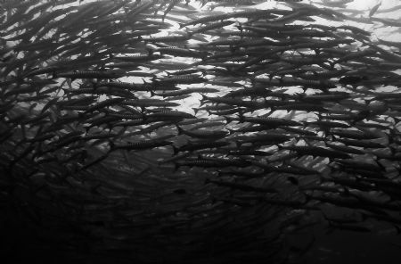 School of great barracudas by Ricardo Gonzalez 