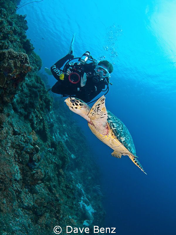 Amazing dive with my underwatermodel Mel and a curious tu... by Dave Benz 