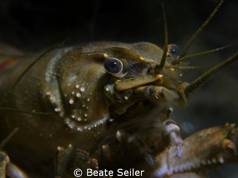 Crayfish closeup in one of our lakes, taken with Canon G1... by Beate Seiler 