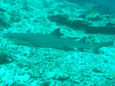 Shark at rest, taken at Sipadan, East Malaysia with a Can... by Dennis Siau 