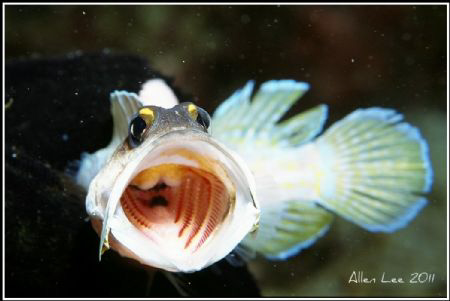 WOW!Jawfish.Nikon F100,60mm,f32,1/250,YS-120,RDP3. by Allen Lee 