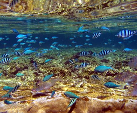 Reflections, Ningaloo Reef by Penny Murphy 