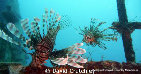 found these 2 common lionfish on the wreck of the salaman... by David Crutchley 