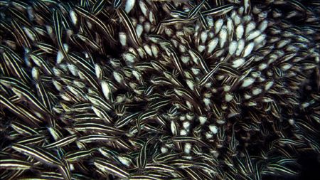 School of juvenile stripped catfish filmed with Sony HDCA... by Pawel Achtel 