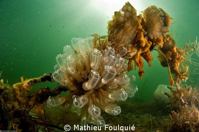 Clavelina. Thau lagoon by Mathieu Foulquié 