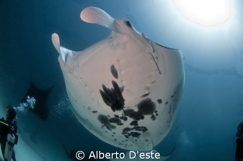 Cleaning Station at Raja Ampat by Alberto D'este 