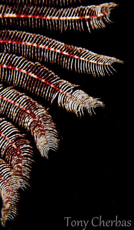 Crinoid by Tony Cherbas 