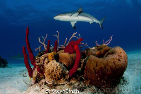 Reef Shark patrolling by Stew Smith 