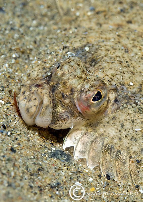 Plaice face.
Trefor Pier, Wales. by Mark Thomas 