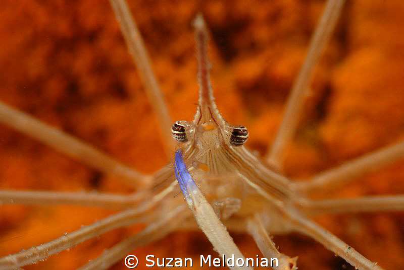Da craw!
Taken with 10x Subsee lens by Suzan Meldonian 
