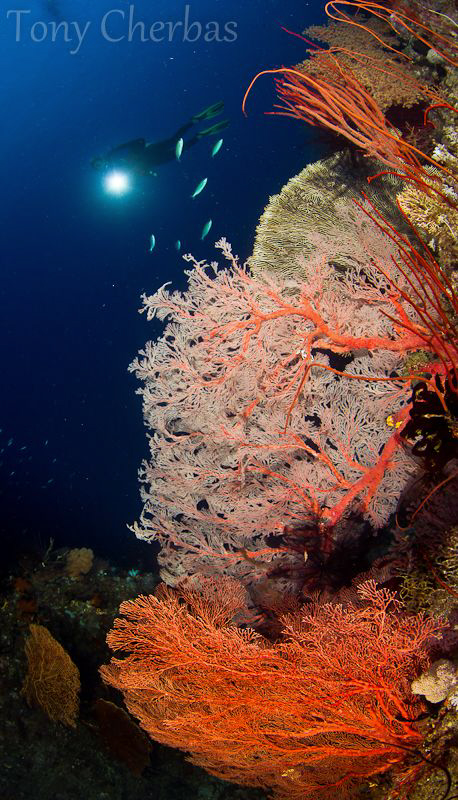 Heavy Rainfall, Dark Lit Morning Dive by Tony Cherbas 