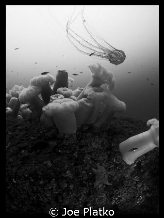 Shot taken last May at the metridium fields in Monterey, ... by Joe Platko 