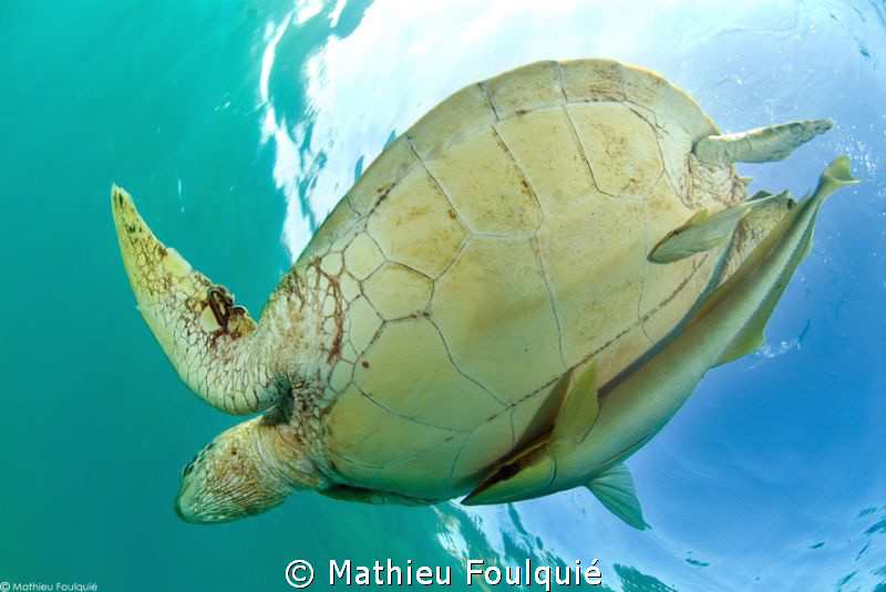 green turtle and remoras by Mathieu Foulquié 