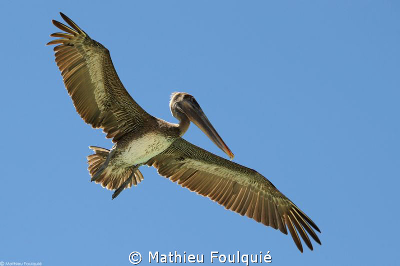 pelican (Los Roques, Venezuela) by Mathieu Foulquié 