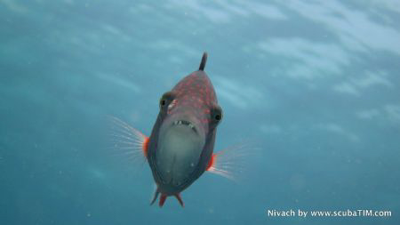 Wrasse - Natural light compact camera, no strobes, no fla... by Tim Ho 