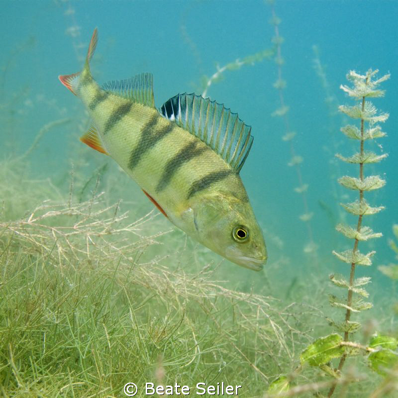 perch , taken with canon G10, no strobe by Beate Seiler 