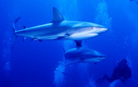 2 on 1 - I took this picture of my Dive Buddy Scott in th... by Michael Shope 
