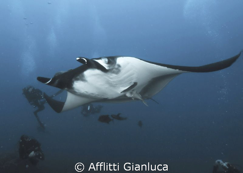 manta by Afflitti Gianluca 