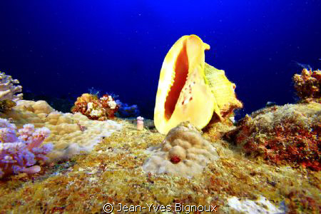 Lost seashell Mauritius by Jean-Yves Bignoux 