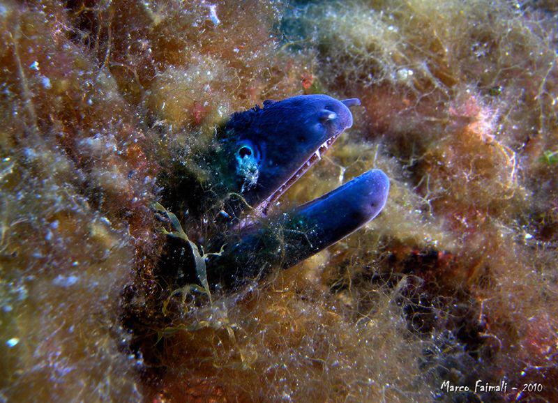 Muraena helena (Mediterranean moray) by Marco Faimali 