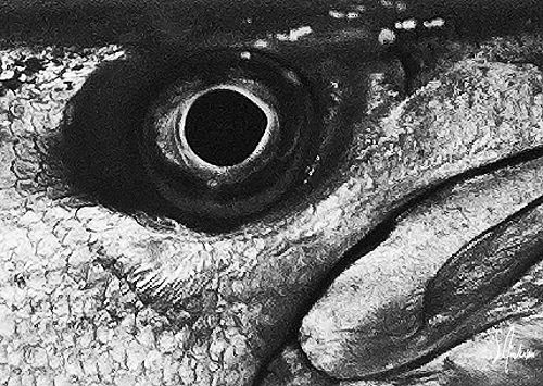 A watchful eye of a Barracuda taken during a dive off Coz... by Steven Anderson 