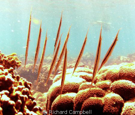 Sealife DC1000... by Richard Campbell 