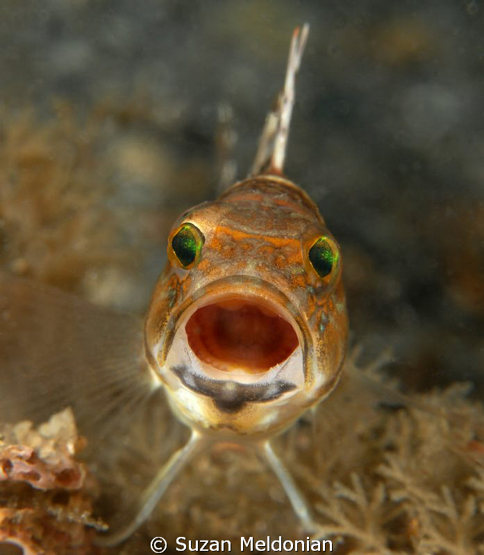 Hey !  I'm not gonna look at you.. ok - - an an then you ... by Suzan Meldonian 