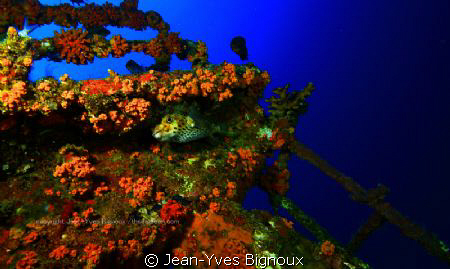 Azuma Maru ..32 metres ,i took about 15 shots on this fra... by Jean-Yves Bignoux 