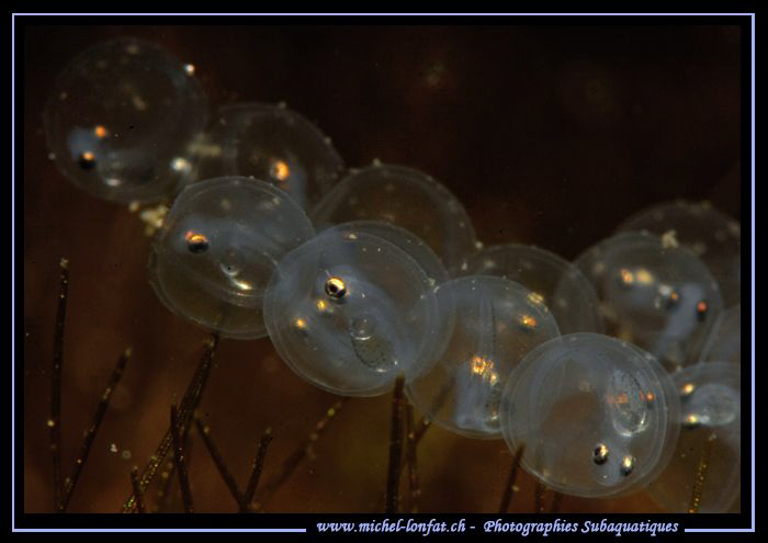 Perch Eggs ready to come out... Que du bonheur... :O)... by Michel Lonfat 