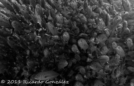 I heard the sound of what i thought it was a propeller bu... by Ricardo Gonzalez 