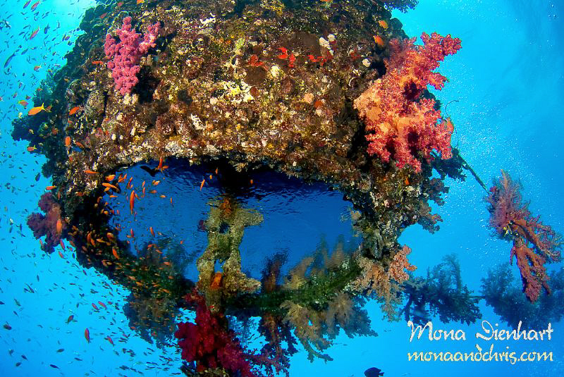 Sinkers is an old mooring buoy with a 25m long chain....p... by Mona Dienhart 