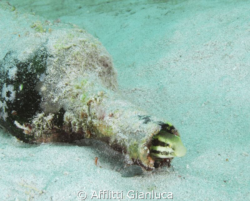 message in a bottle... by Afflitti Gianluca 