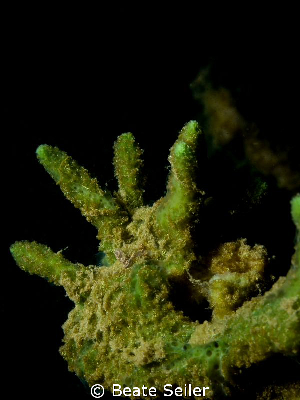 "Handy"  sponge in freshwater by Beate Seiler 