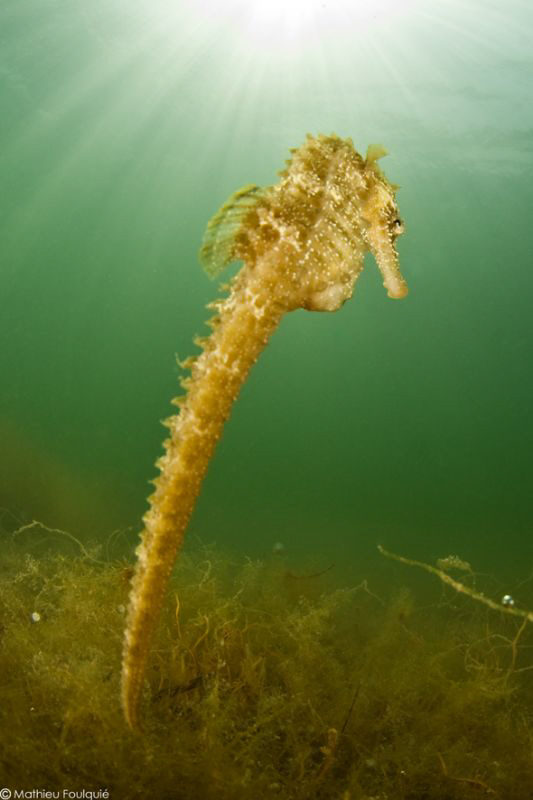 another sea-horse
 by Mathieu Foulquié 
