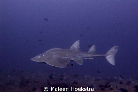 Bowmouth Guitar shark by Maleen Hoekstra 