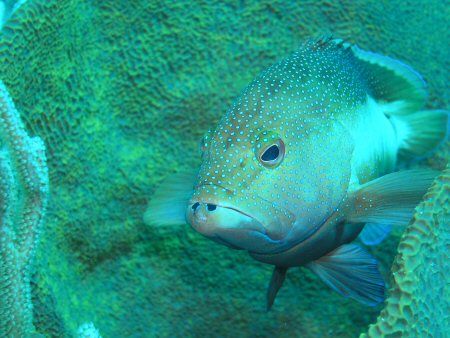 What you looking at??. This Gouper taken in Mexico Feb 2005 by Mike Loizos 