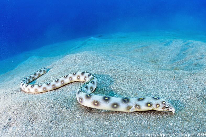 Myrichthys ocellatus by Mathieu Foulquié 