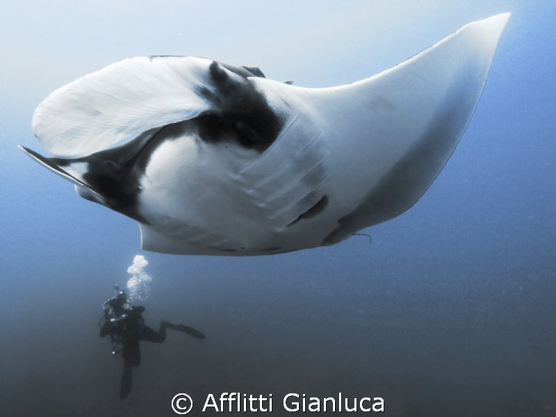 manta..... by Afflitti Gianluca 
