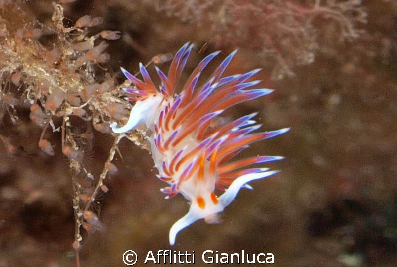 nudibranchia flabellina by Afflitti Gianluca 