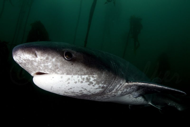 The Cape Waters are not known for its kindness when it co... by Allen Walker 