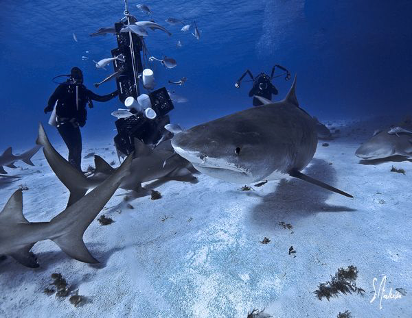Tiger Beach always provides excitement and the large cong... by Steven Anderson 