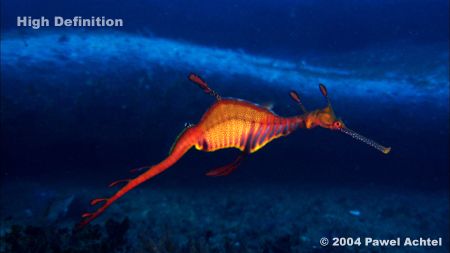 Female weedy seadragon filmed with HDCAM high definition ... by Pawel Achtel 