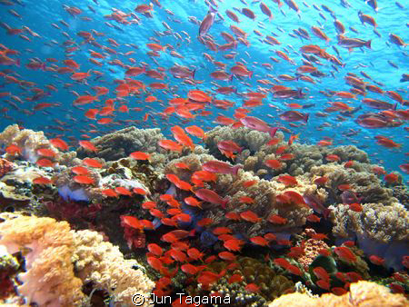 Red Anthias - G12 by Jun Tagama 