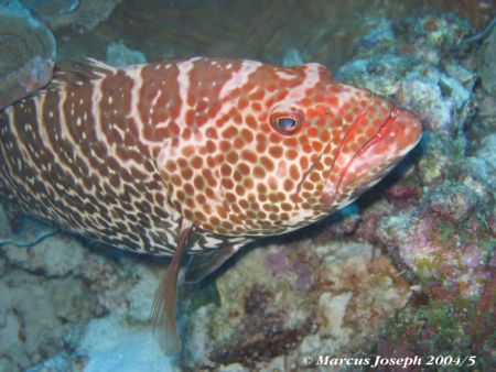 Grouper, taken in Bonaire with Canon IXUS 400. by Marcus Joseph 