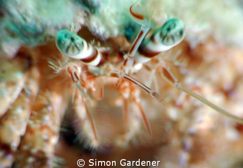 nikon , no crop by Simon Gardener 