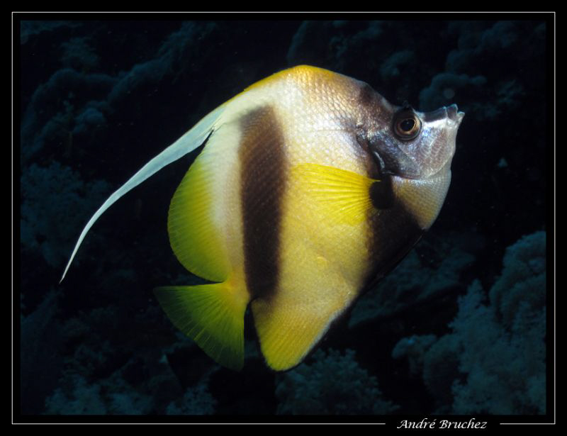poisson cocher by André Bruchez 